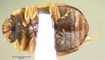 Media type: image;   Entomology 6717 Aspect: habitus ventral view